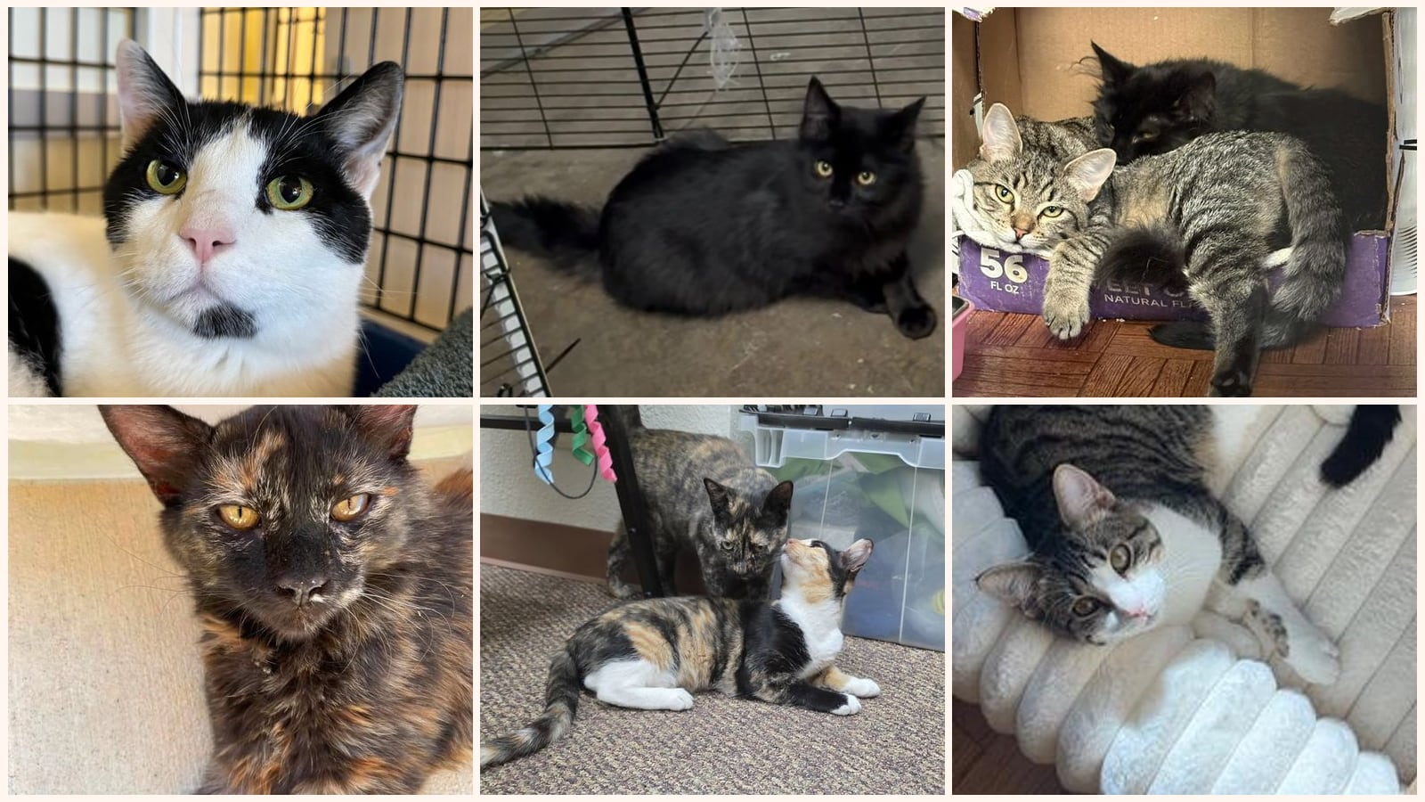 Adult Cats up for adoption near Daly City, CA
