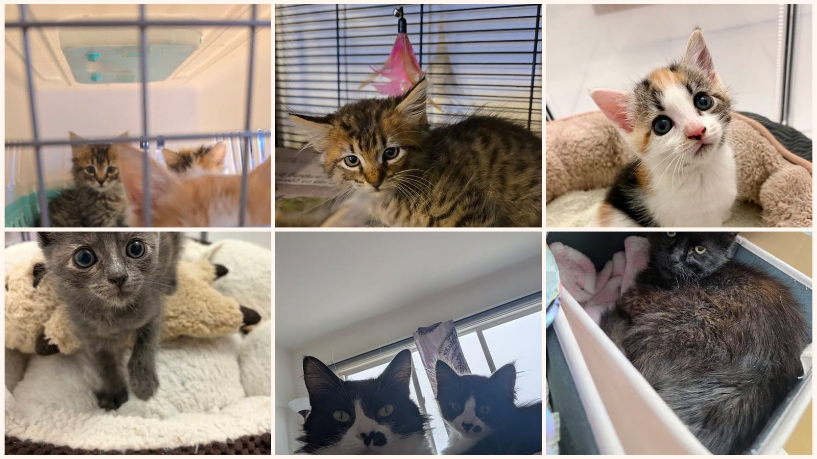 Long-Haired Cats up for adoption near Daly City, CA