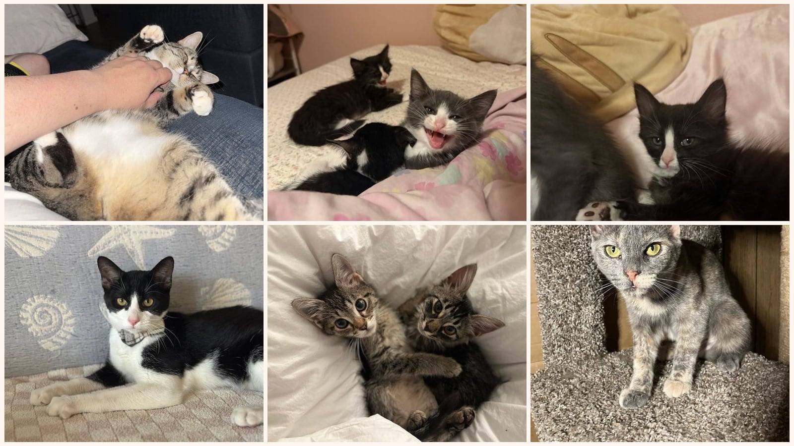 Kid-Friendly Cats up for adoption near Davis, CA