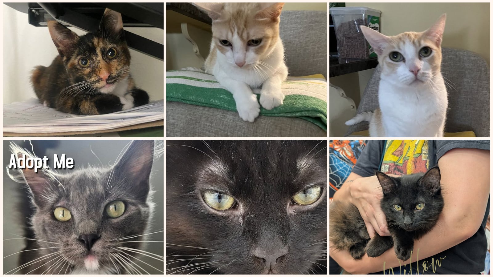 Kid-Friendly Cats up for adoption near Downey, CA