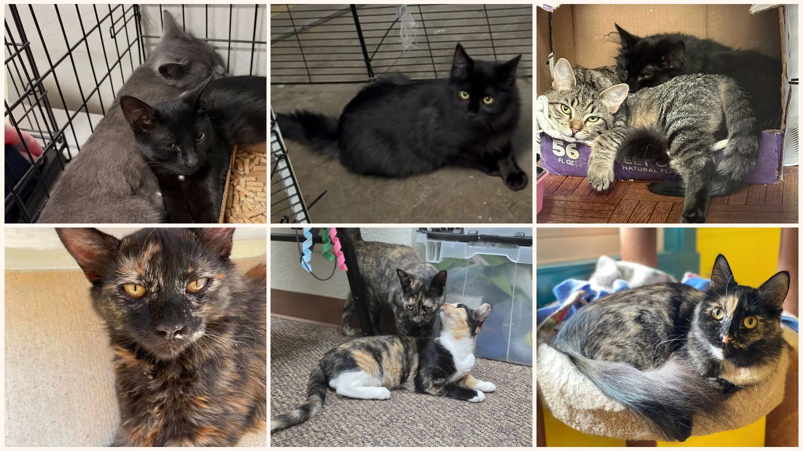 Adult Cats up for adoption near Dublin, CA