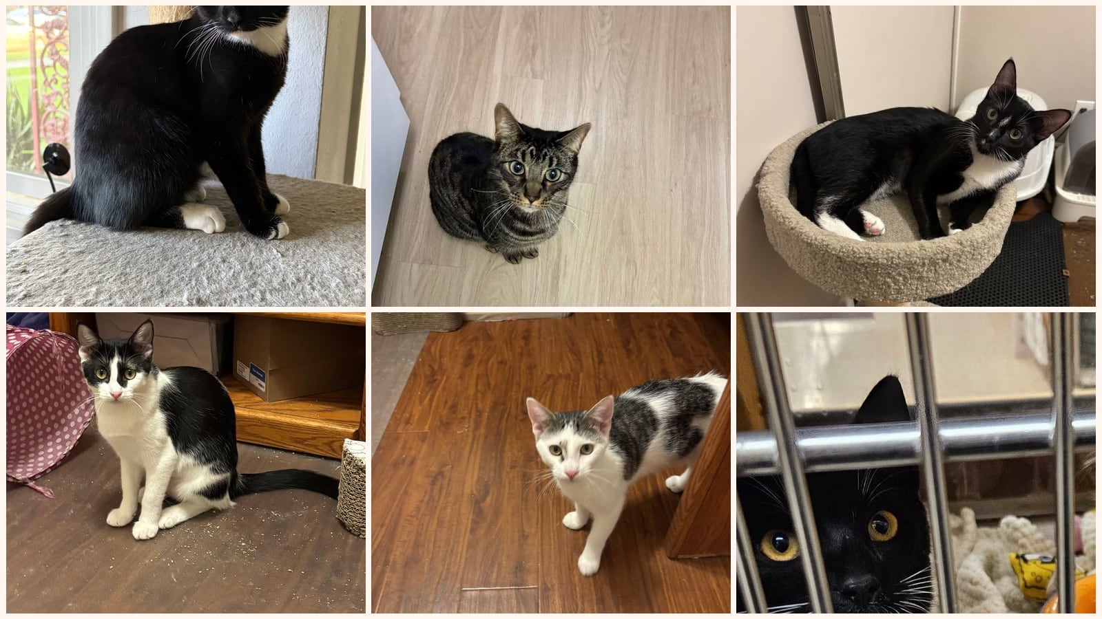 Adult Cats up for adoption near Eastvale, CA