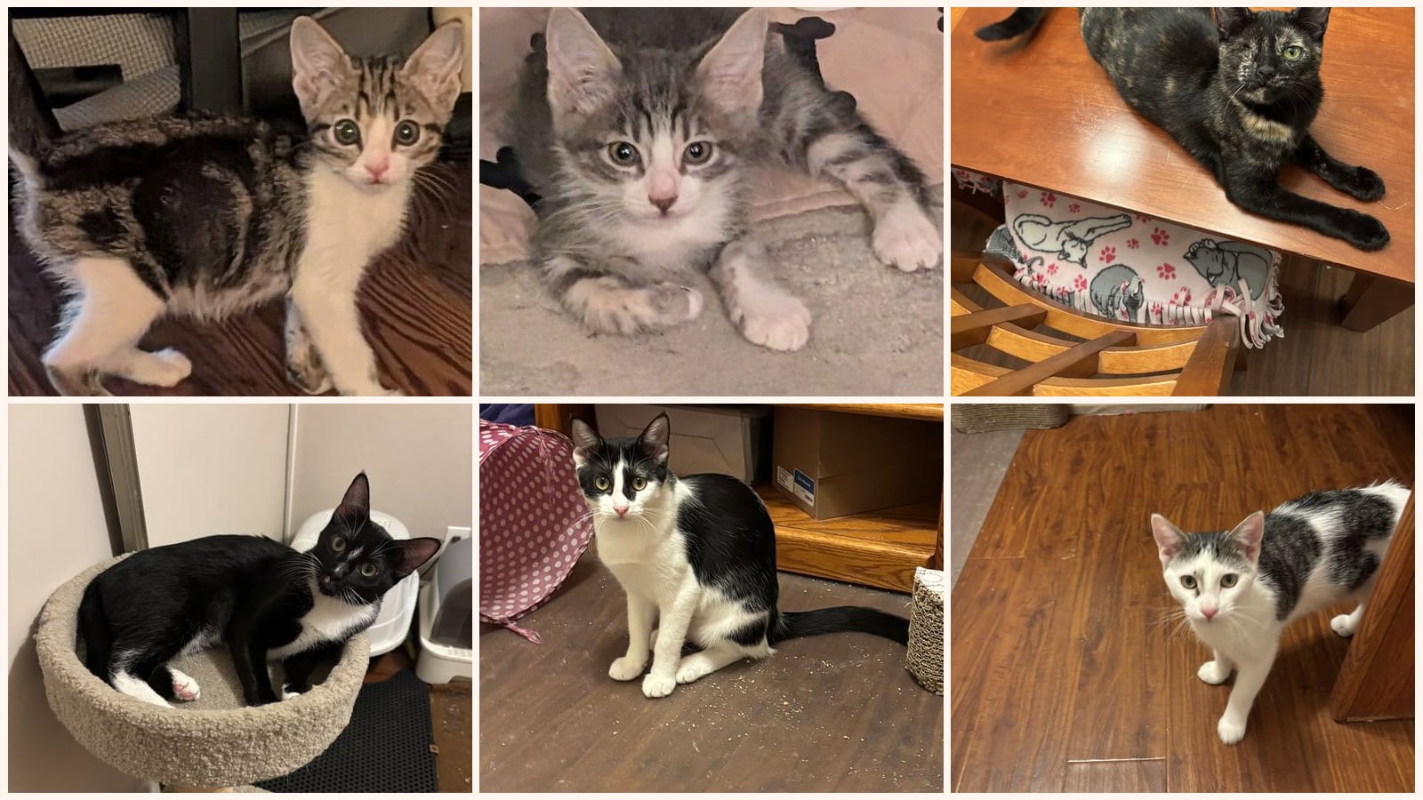Kid-Friendly Cats up for adoption near Eastvale, CA