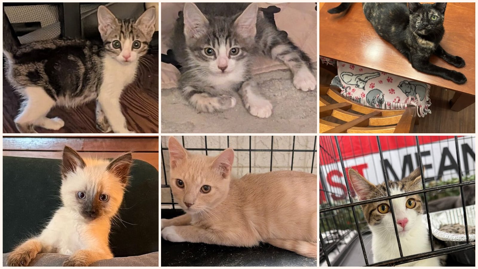 Kittens up for adoption near Eastvale, CA