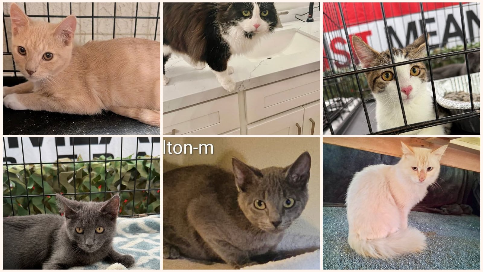 Long-Haired Cats up for adoption near Eastvale, CA