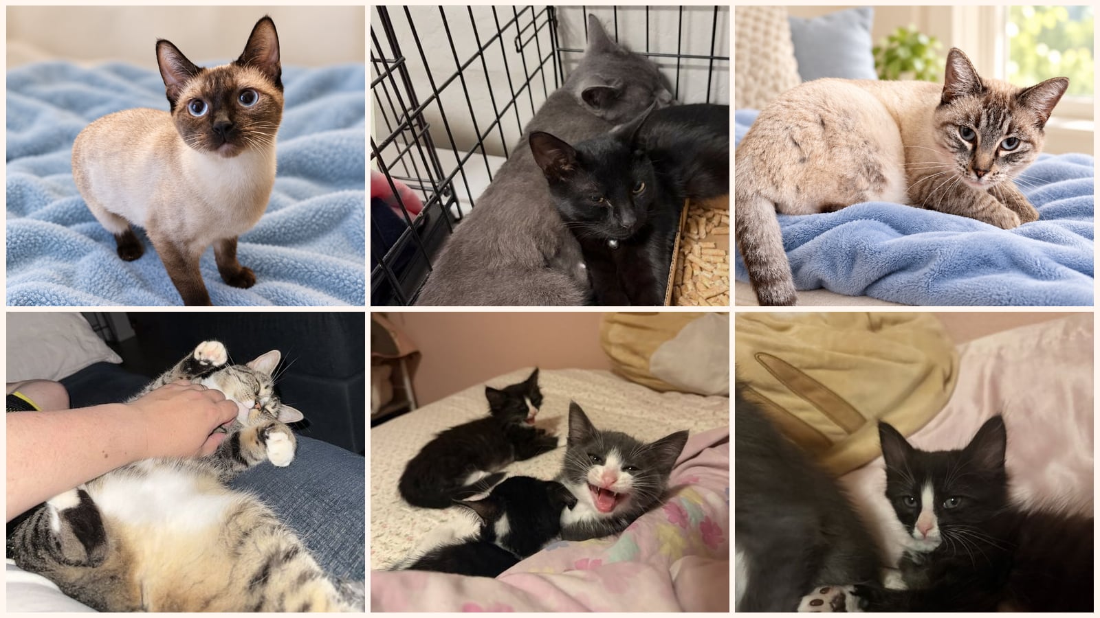 Adult Cats up for adoption near Elk Grove, CA