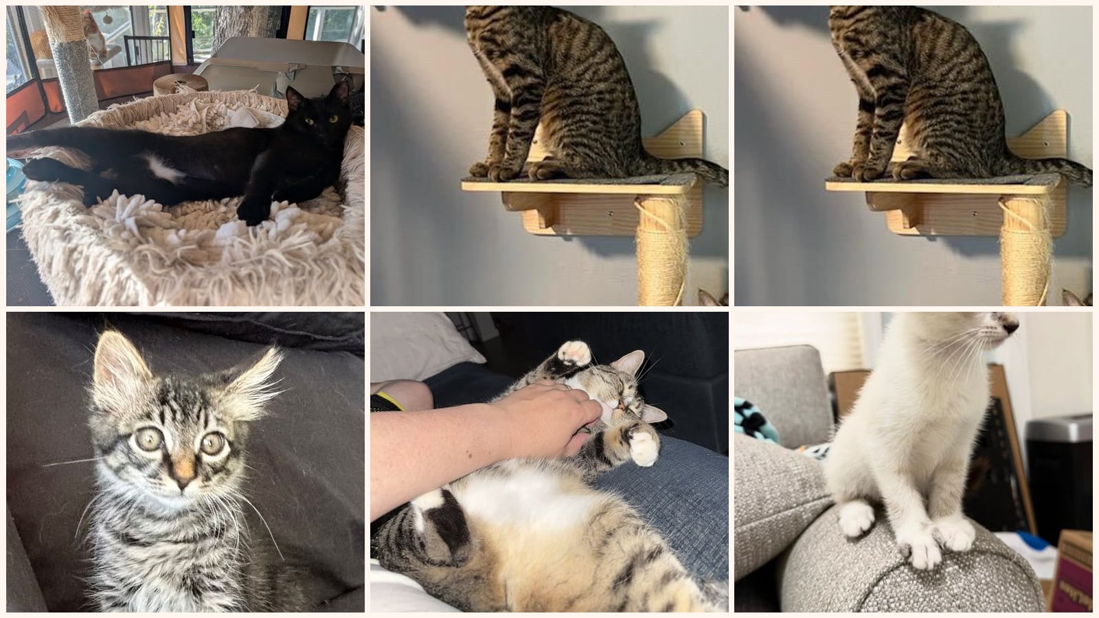 Dog-Friendly Cats up for adoption near Elk Grove, CA