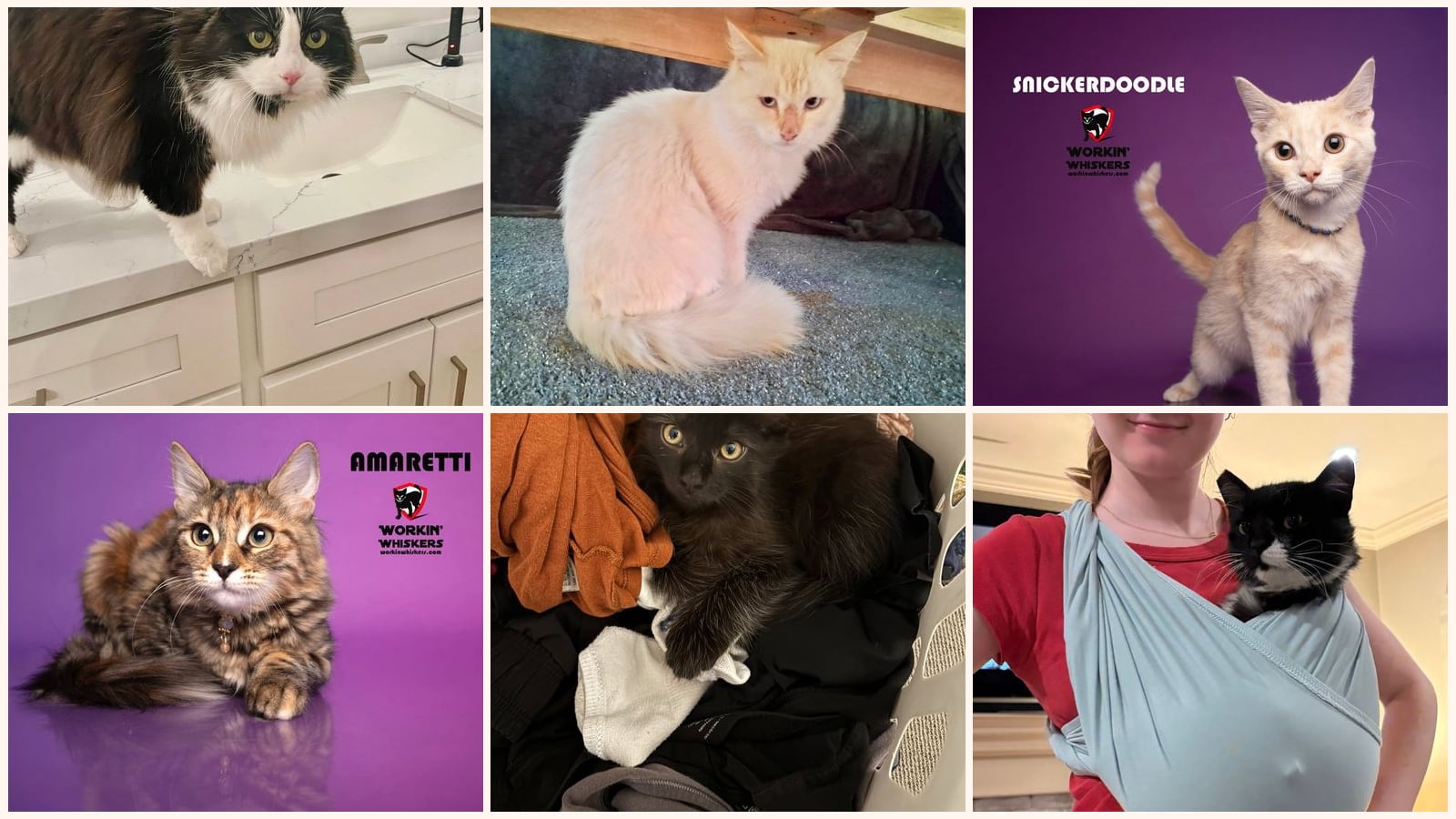 Long-Haired Cats up for adoption near Encinitas, CA