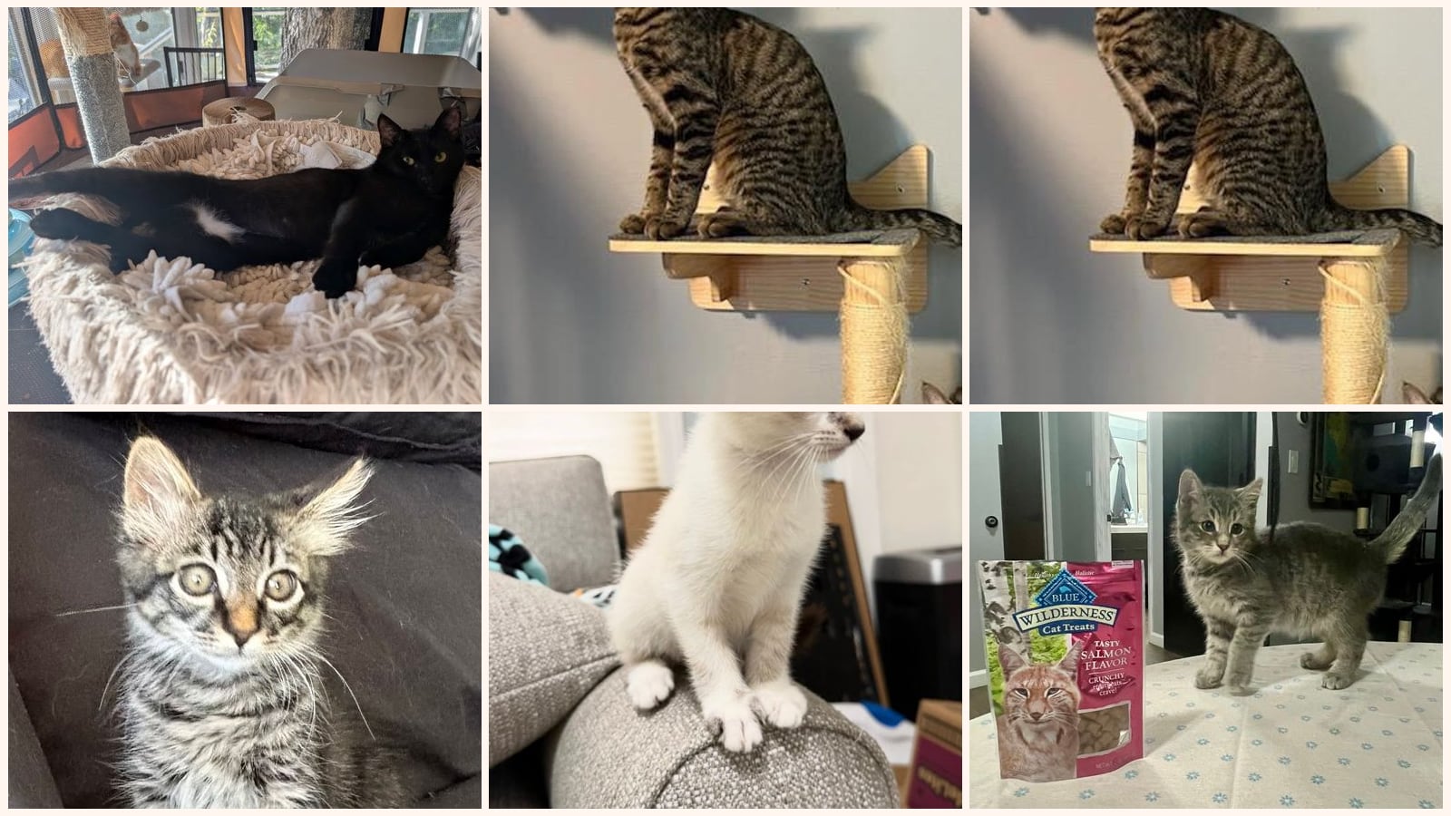 Dog-Friendly Cats up for adoption near Fairfield, CA