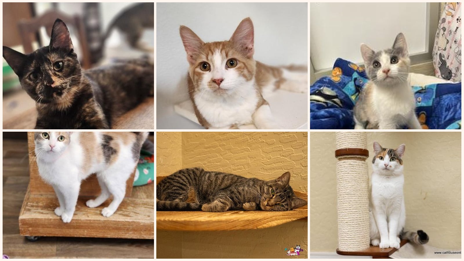 Adult Cats up for adoption near Fresno, CA