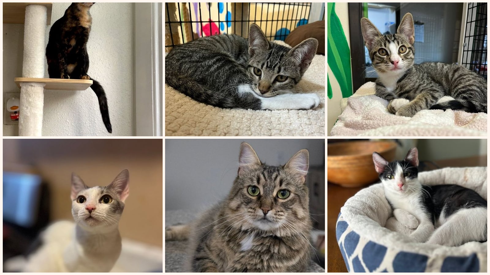 Dog-Friendly Cats up for adoption near Gardena, CA