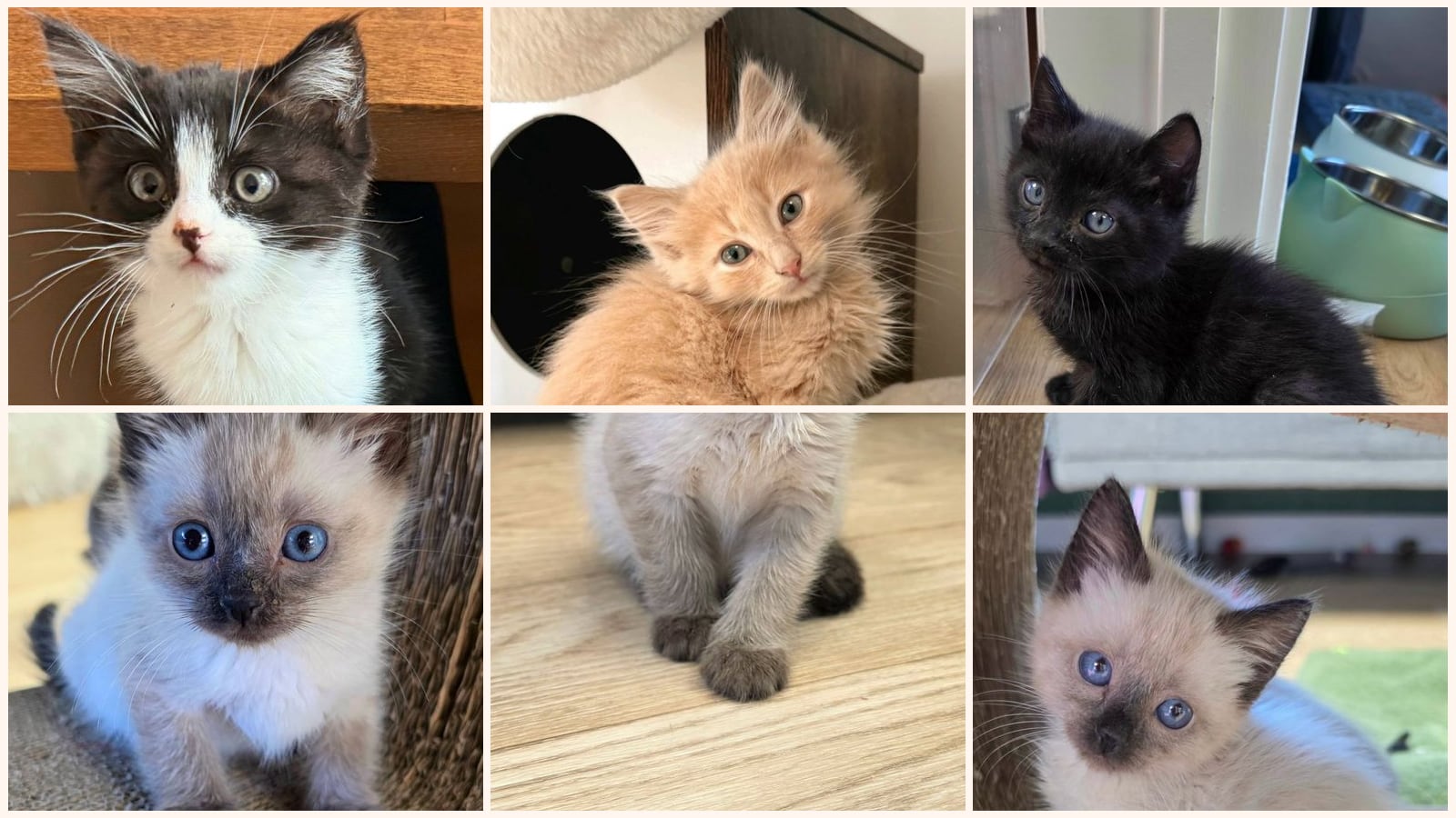 Kittens up for adoption near Gilroy, CA