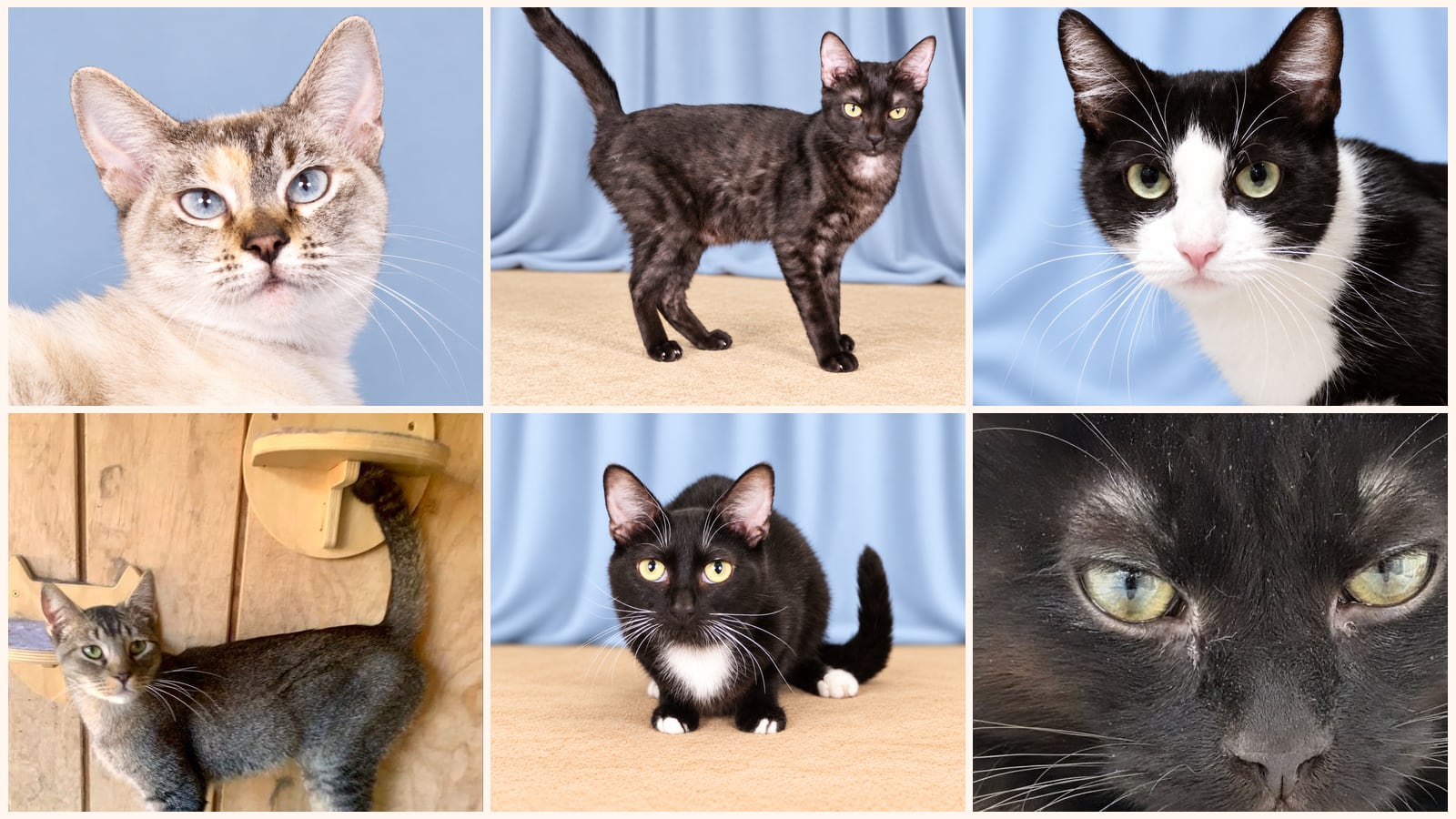 Adult Cats up for adoption near Glendale, CA