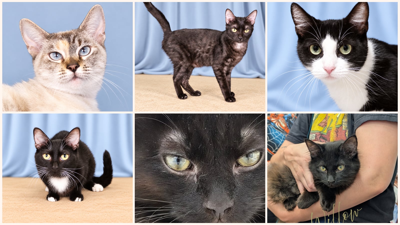 Adult Cats up for adoption near Glendora, CA
