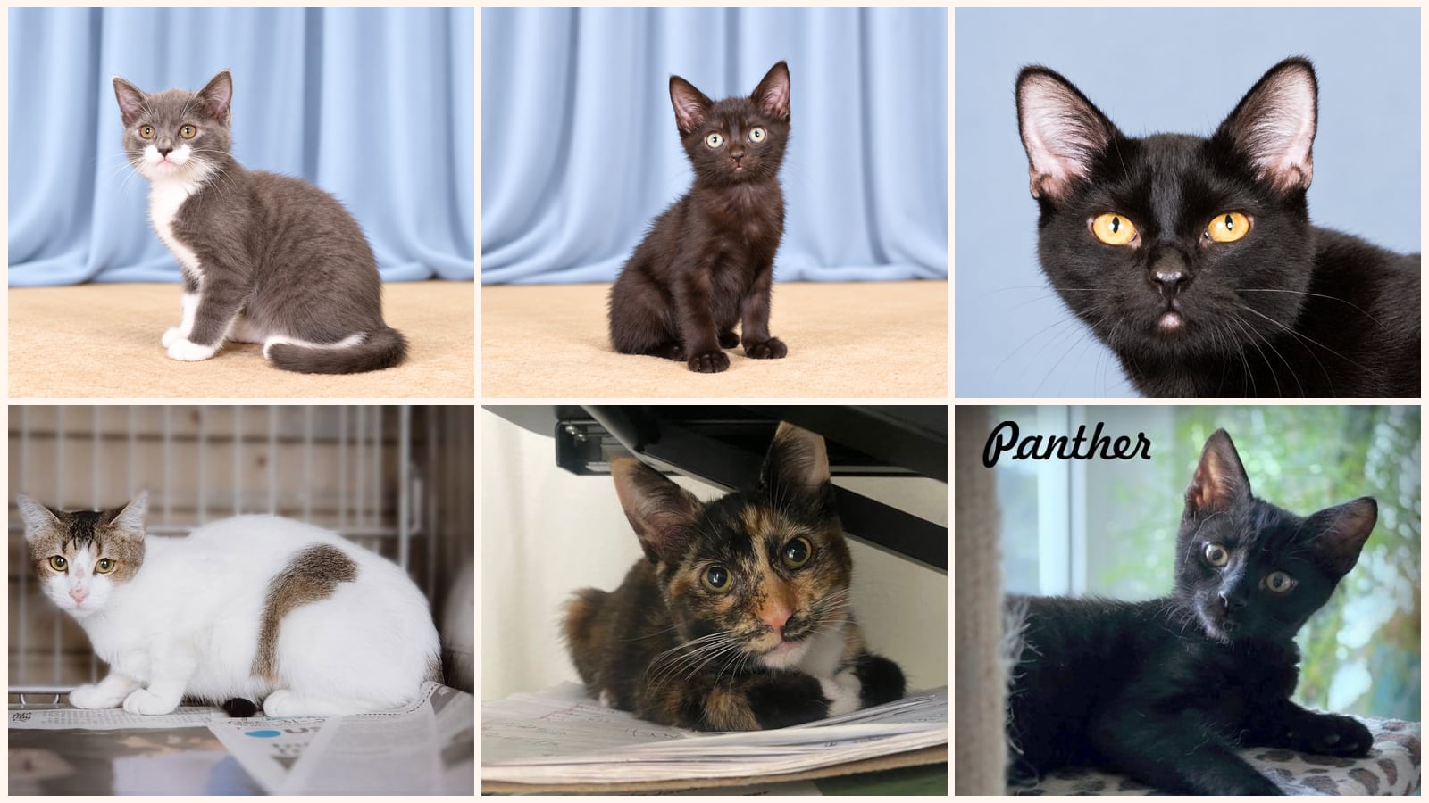 Kittens up for adoption near Glendora, CA