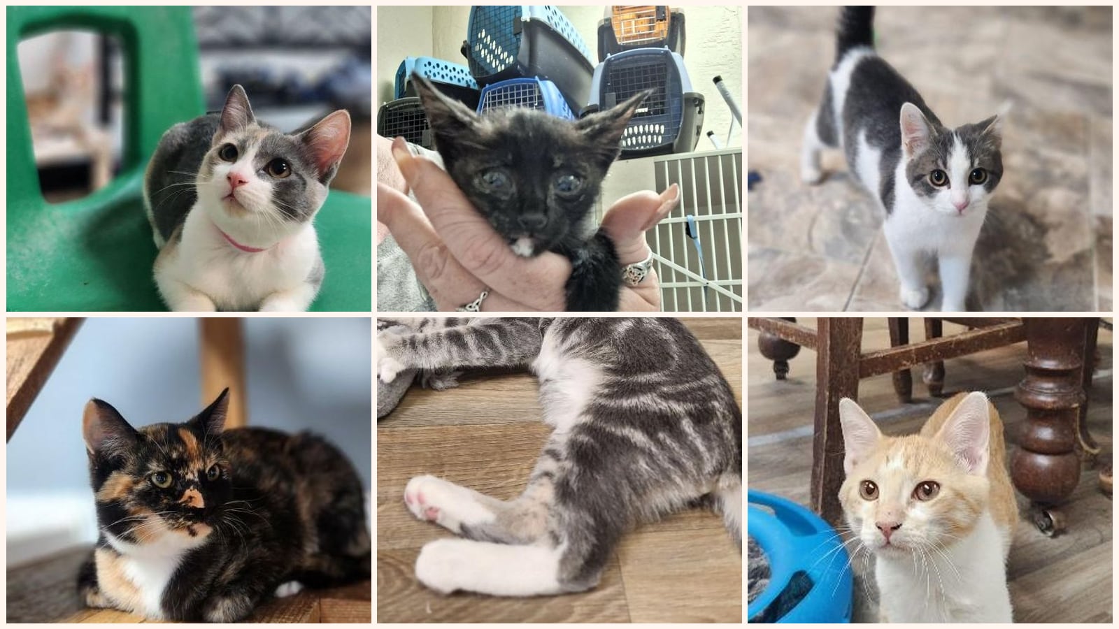 Kittens up for adoption near Hanford, CA