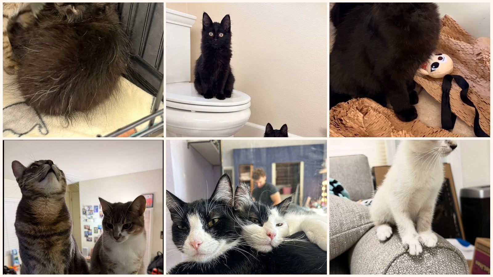 Bonded Pairs up for adoption near Hayward, CA