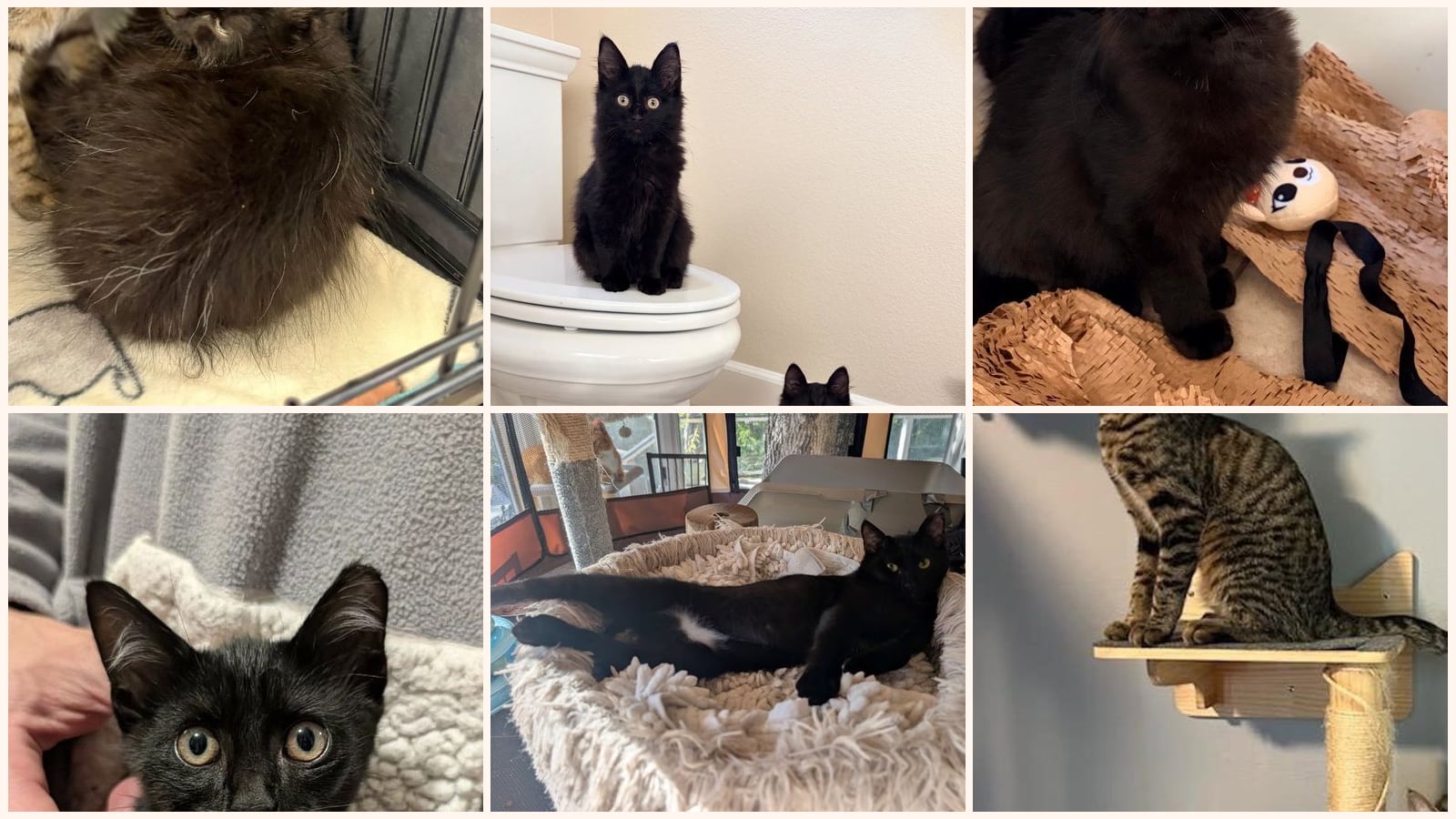 Kittens up for adoption near Hayward, CA