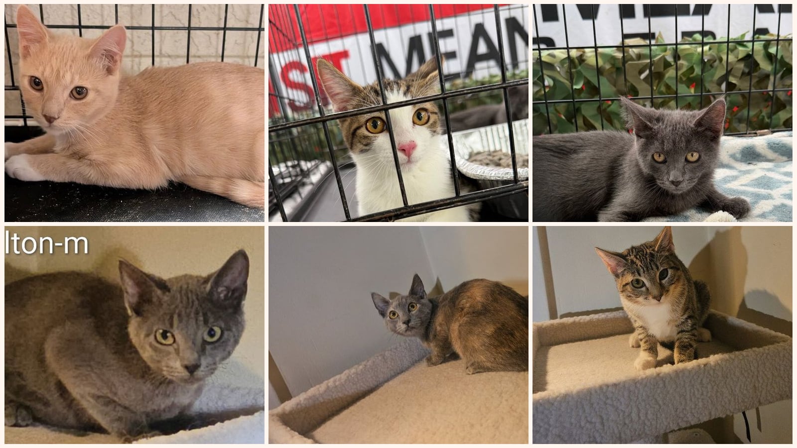 Long-Haired Cats up for adoption near Highland, CA