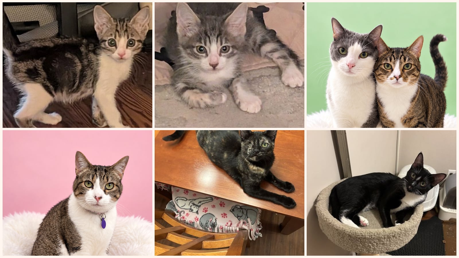 Kid-Friendly Cats up for adoption near Indio, CA