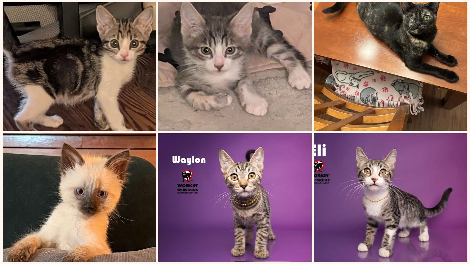 Kittens up for adoption near Indio, CA