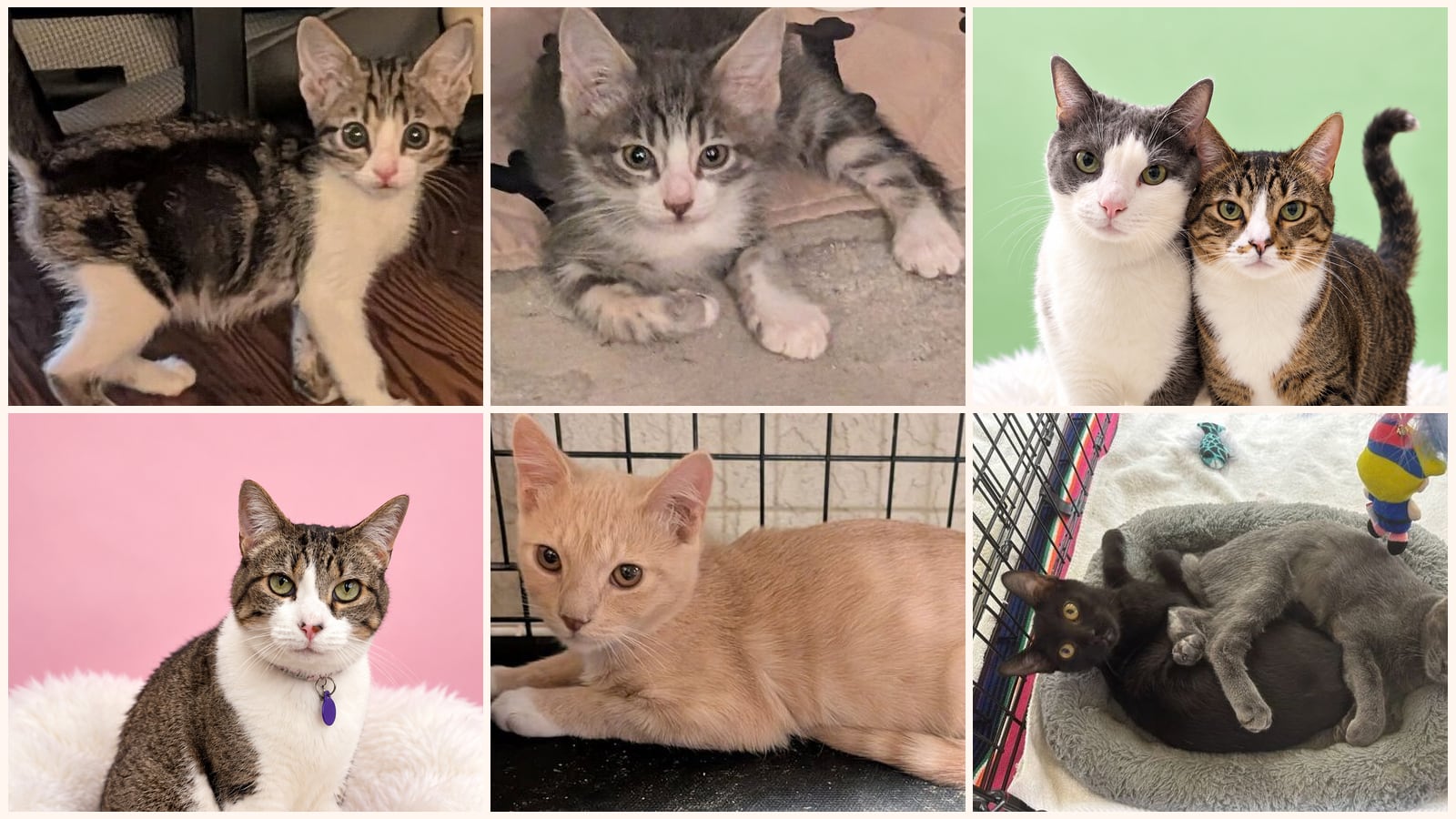 Dog-Friendly Cats up for adoption near Jurupa Valley, CA