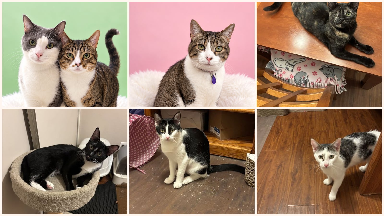 Dog-Friendly Cats up for adoption near La Mesa, CA
