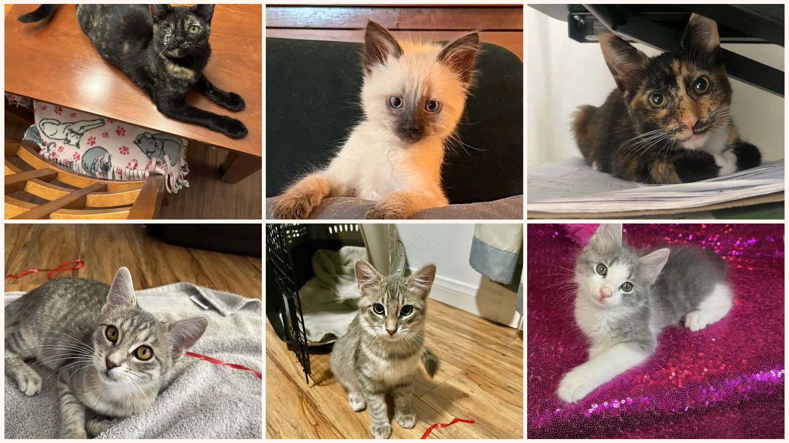 Kittens up for adoption near Laguna Niguel, CA