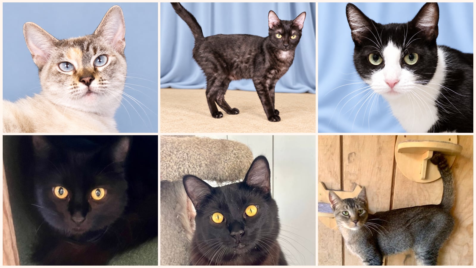 Adult Cats up for adoption near Lancaster, CA