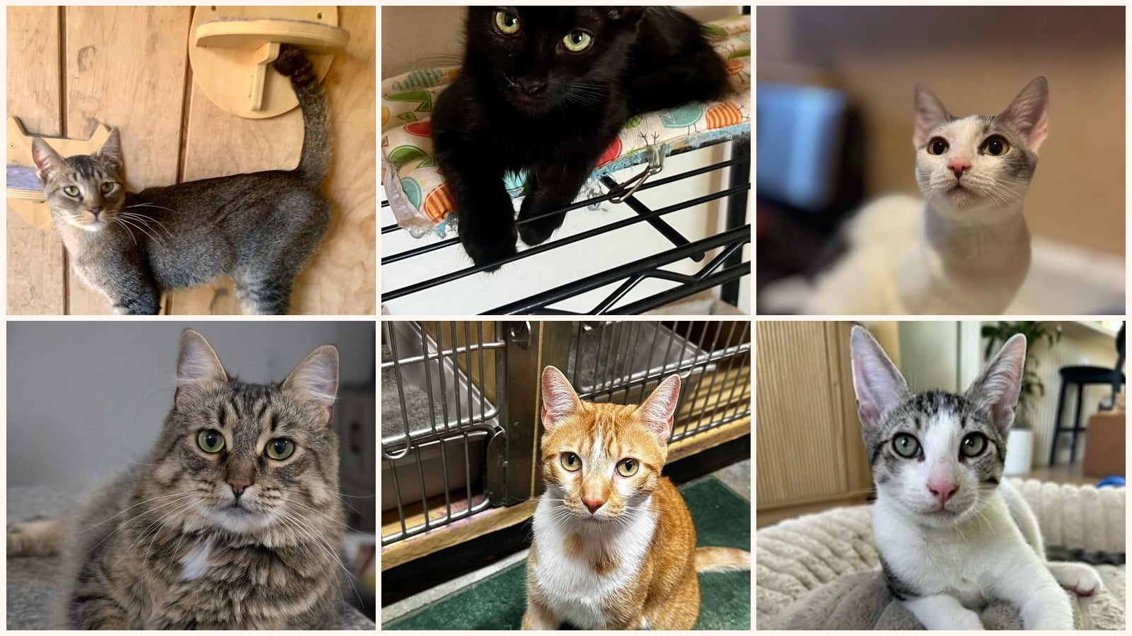 Dog-Friendly Cats up for adoption near Lancaster, CA