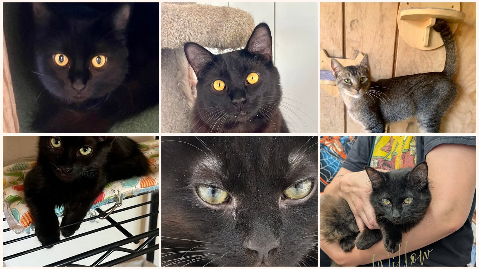 Kid-Friendly Cats up for adoption near Lancaster, CA