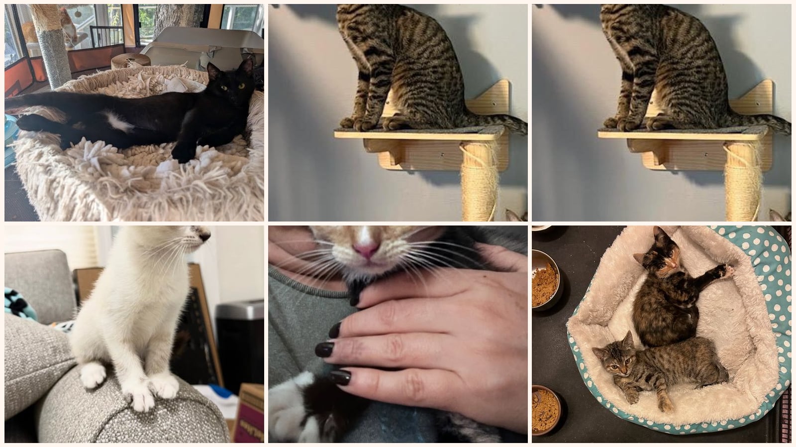Dog-Friendly Cats up for adoption near Livermore, CA