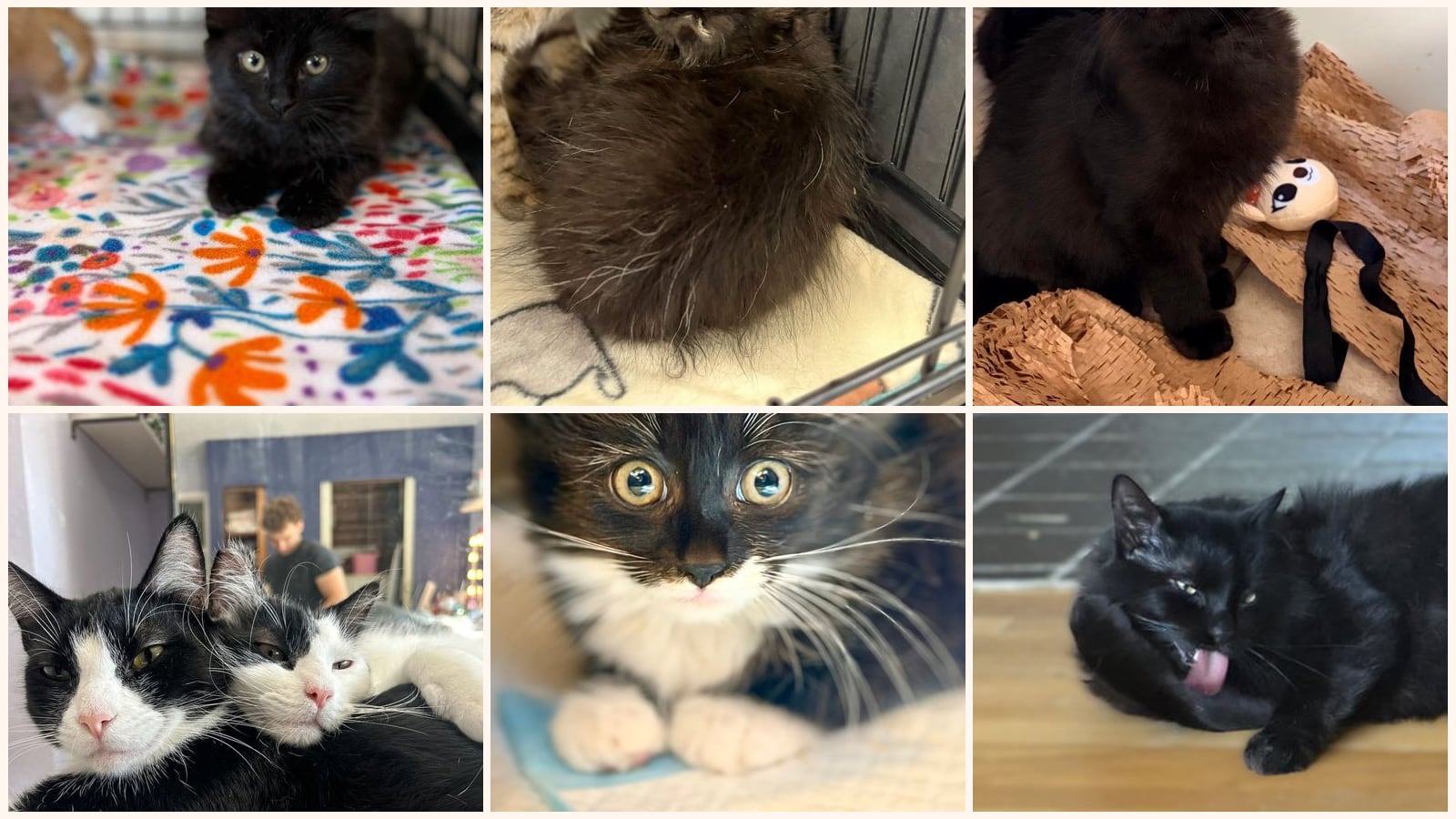 Long-Haired Cats up for adoption near Livermore, CA