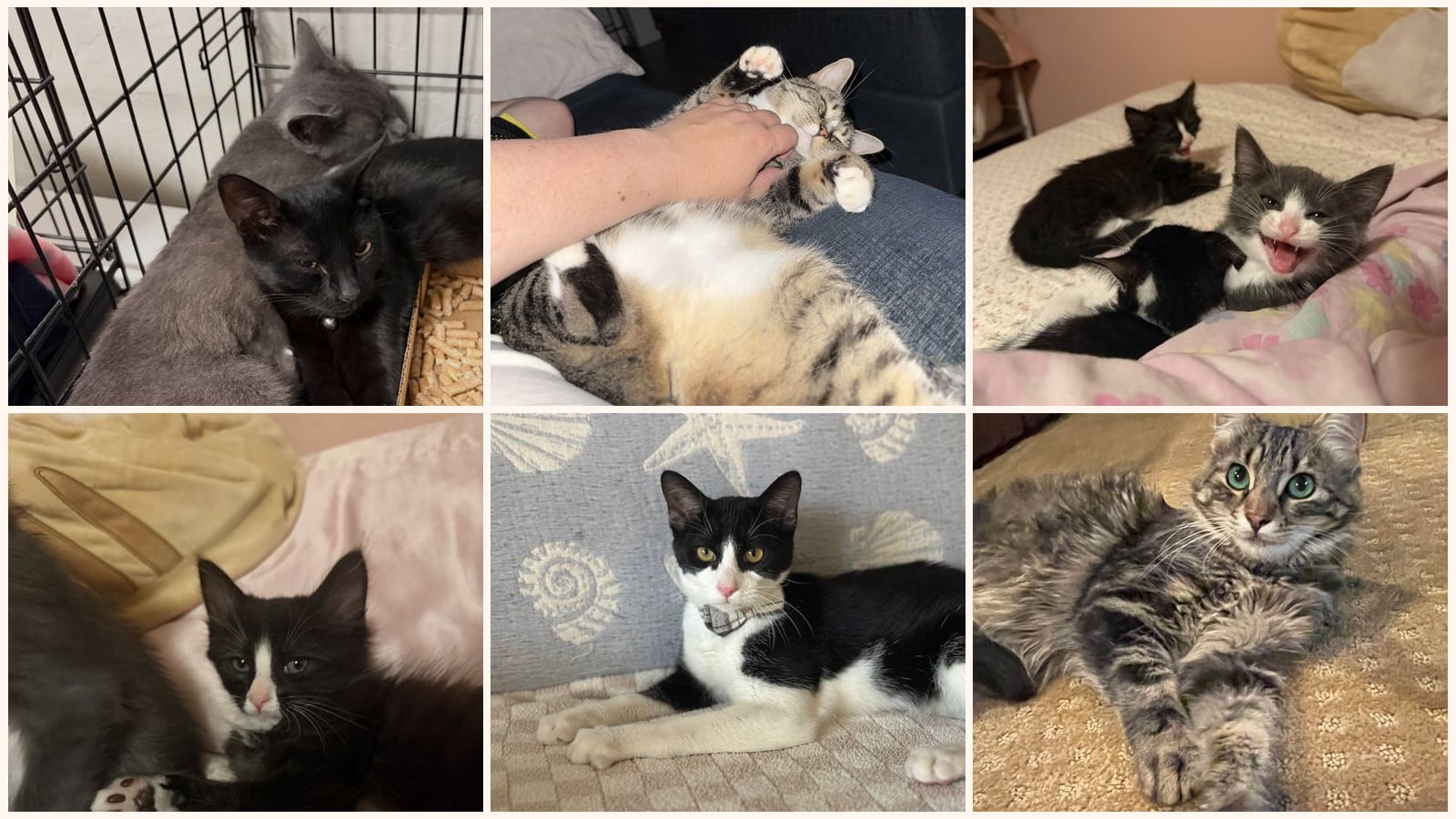 Adult Cats up for adoption near Lodi, CA