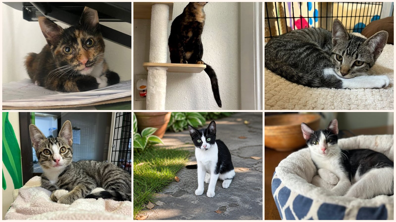 Dog-Friendly Cats up for adoption near Long Beach, CA