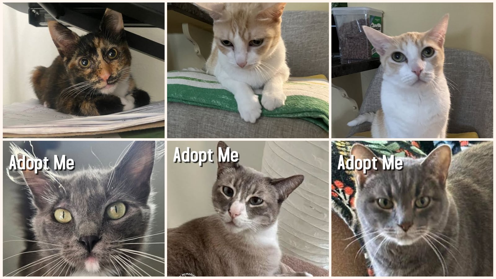 Kid-Friendly Cats up for adoption near Long Beach, CA