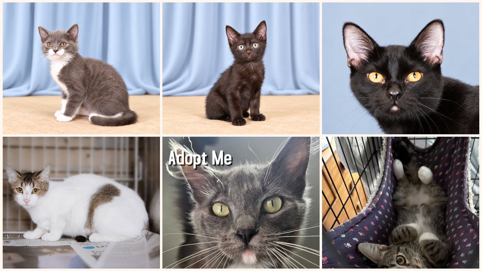 Kittens up for adoption near Los Angeles, CA