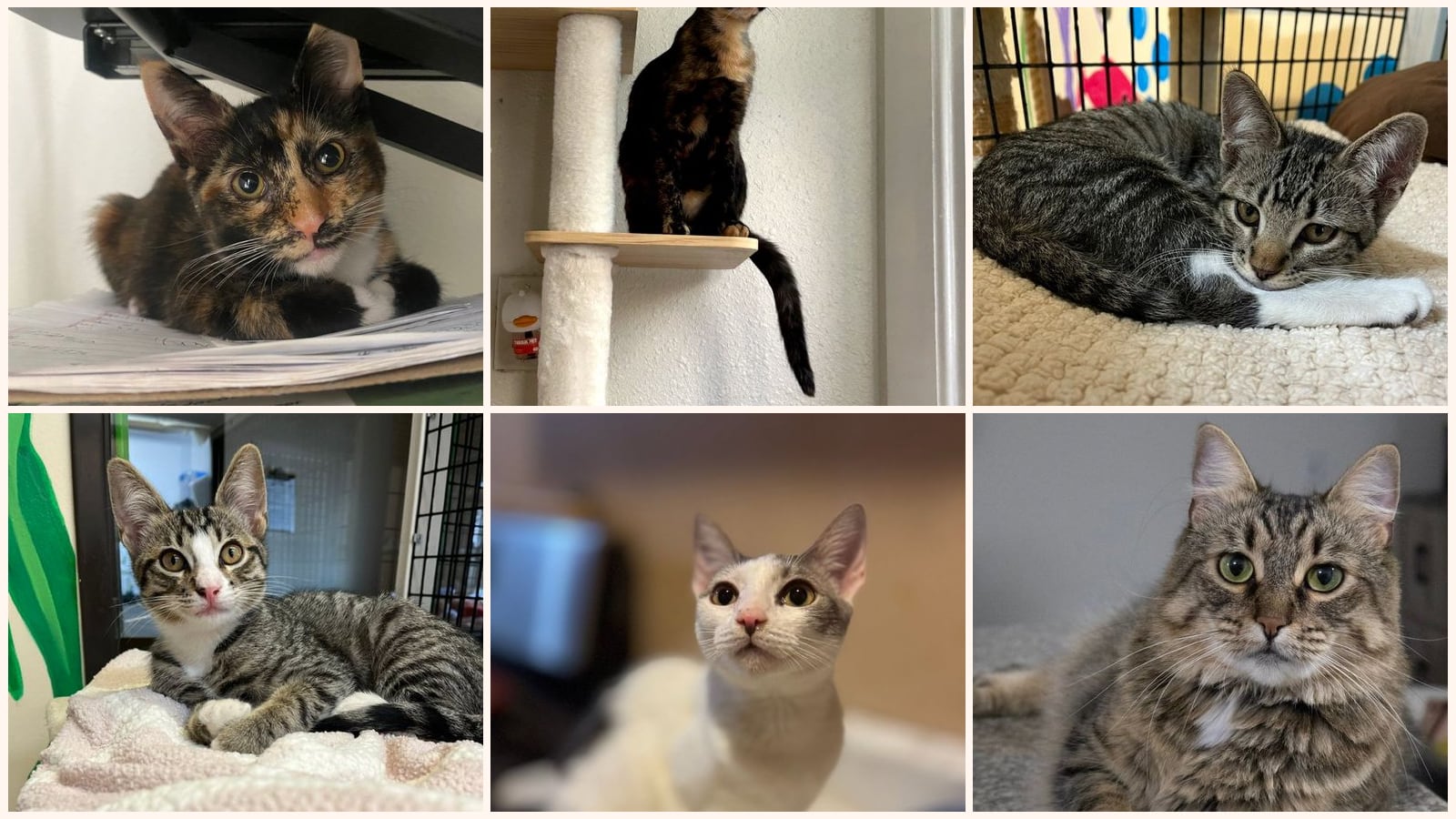Dog-Friendly Cats up for adoption near Lynwood, CA