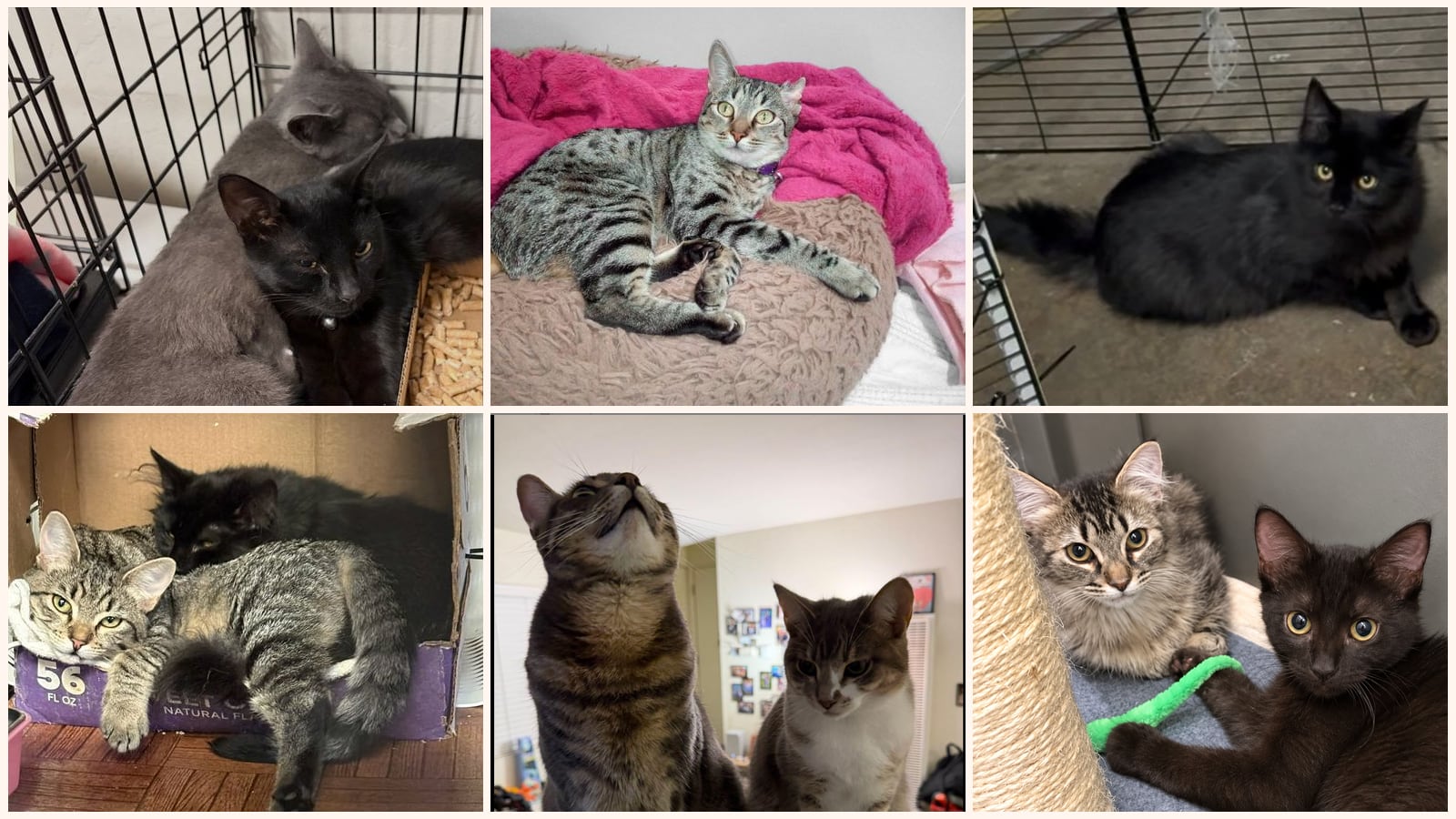 Adult Cats up for adoption near Manteca, CA