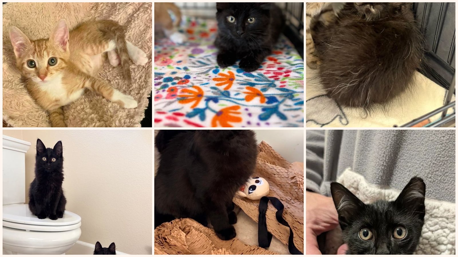 Kittens up for adoption near Manteca, CA