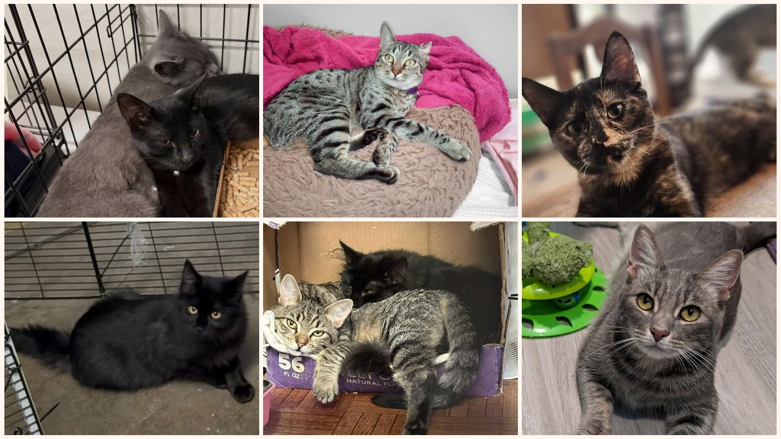 Adult Cats up for adoption near Merced, CA