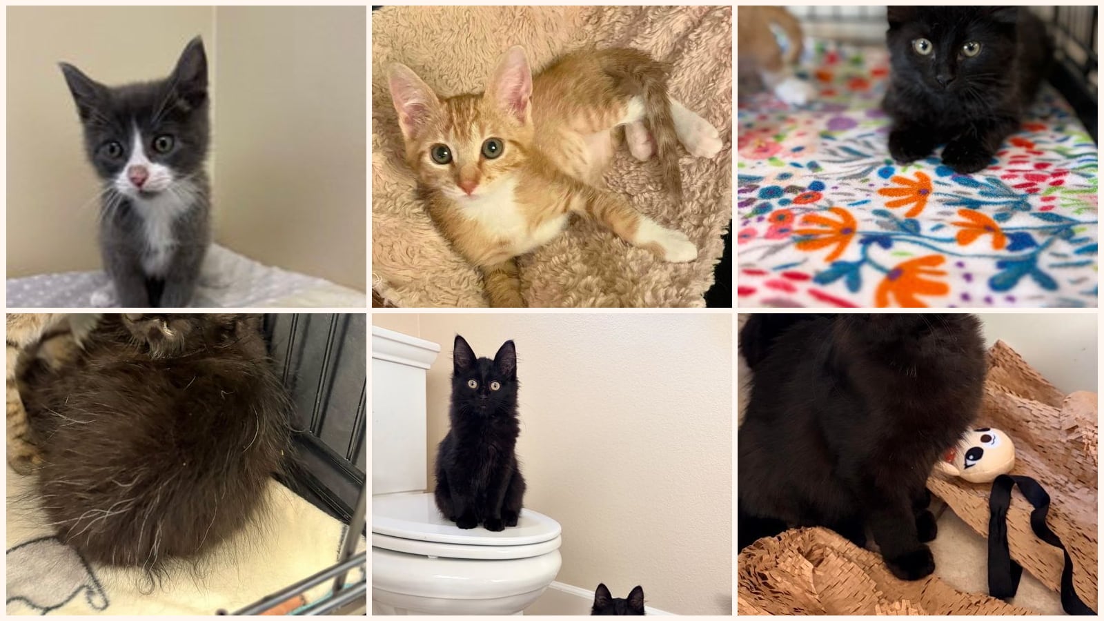 Kittens up for adoption near Merced, CA