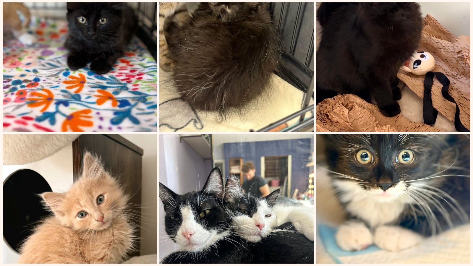 Long-Haired Cats up for adoption near Merced, CA