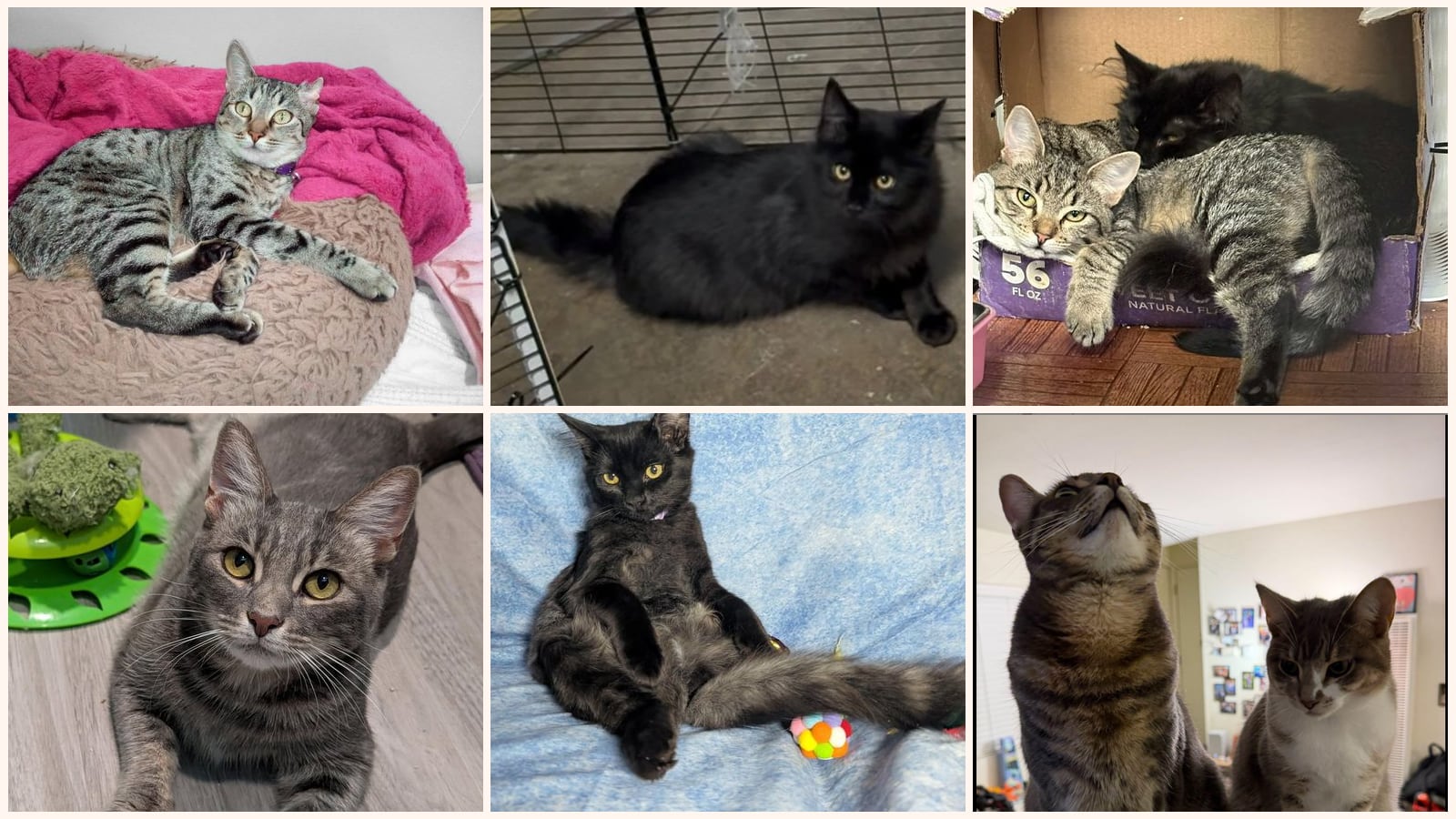 Adult Cats up for adoption near Milpitas, CA