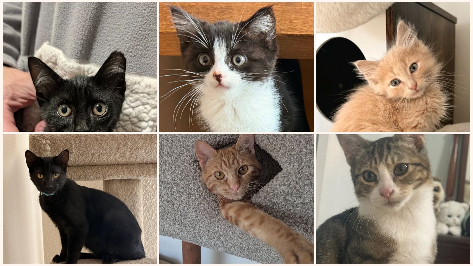 Kittens up for adoption near Milpitas, CA