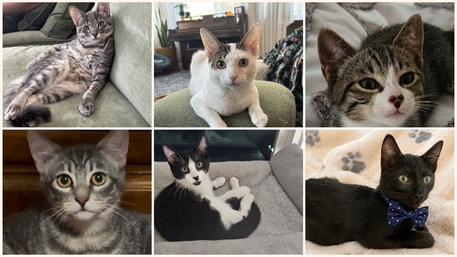 Dog-Friendly Cats up for adoption near Modesto, CA