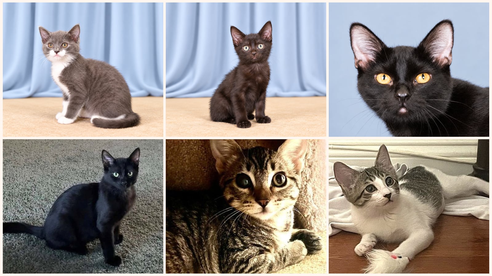 Kittens up for adoption near Montebello, CA