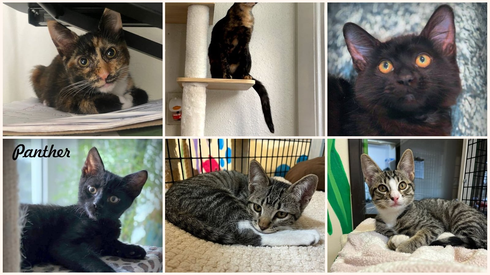 Dog-Friendly Cats up for adoption near Monterey Park, CA