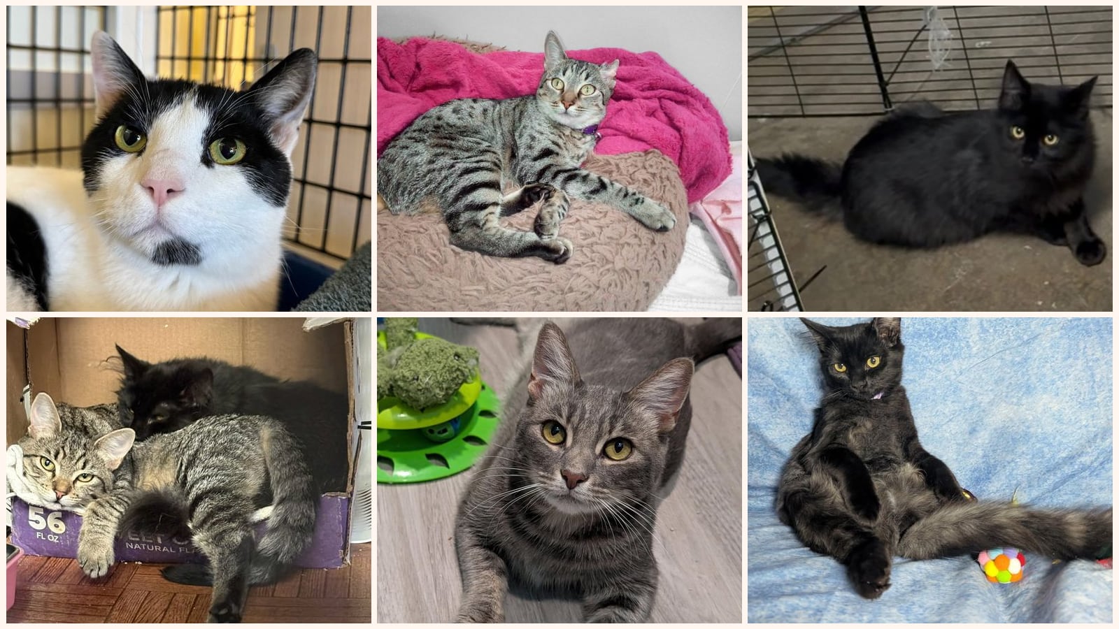 Adult Cats up for adoption near Mountain View, CA