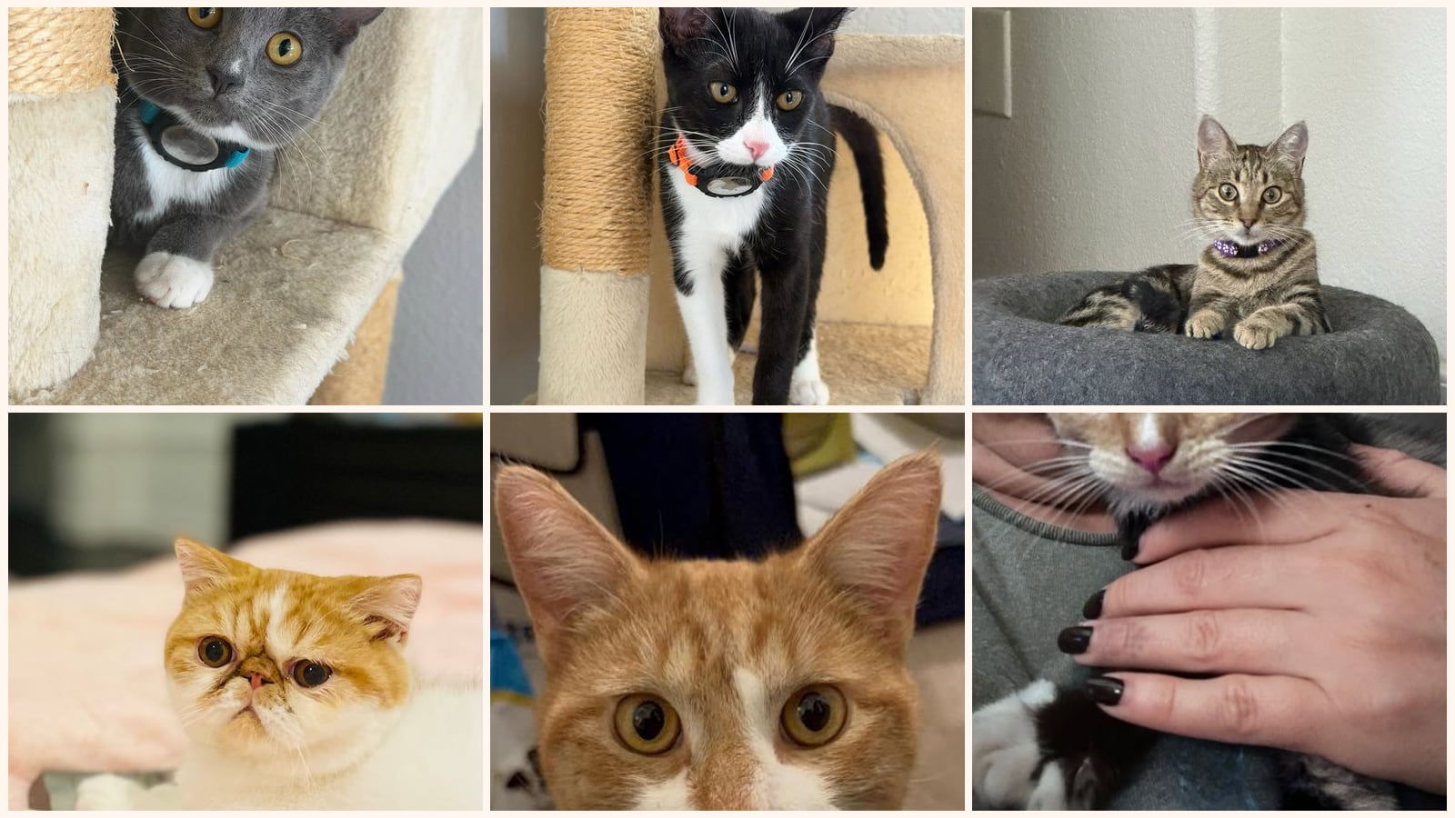 Dog-Friendly Cats up for adoption near Mountain View, CA